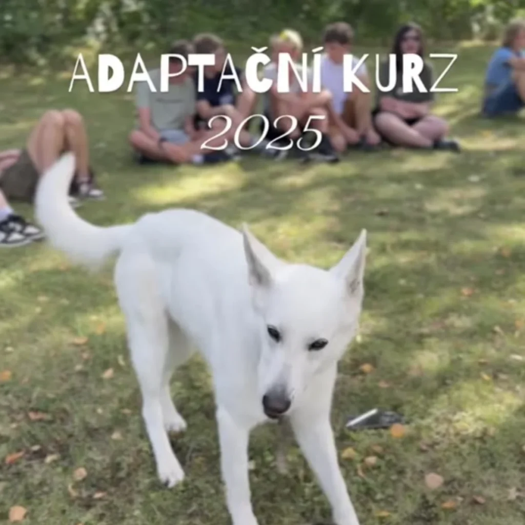 Koza na louce v náhledu adaptačního kurzu 2025.